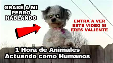 porno de animales|Mira vídeos porno auténticos de zoofilia con animales gratis